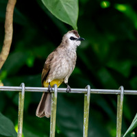 Yellow vented bulbul