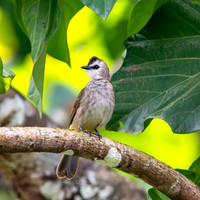 Yellow vented bulbul