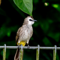 Yellow vented bulbul
