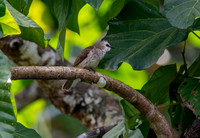 Yellow vented bulbul