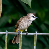 Yellow vented bulbul