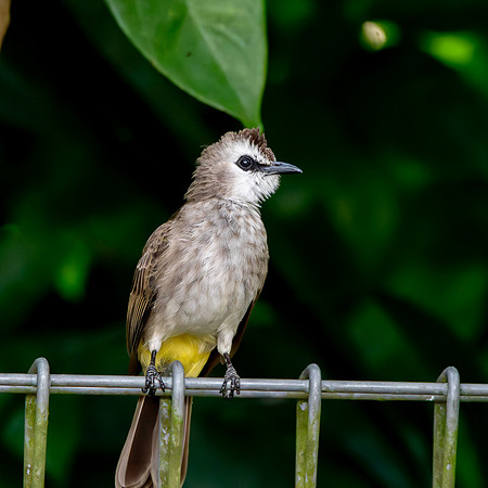 Yellow vented bulbul