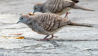 Zebra dove