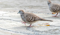 Zebra dove