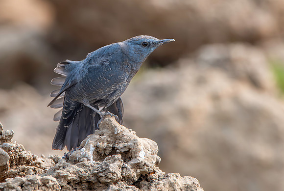 Blue rock thrush