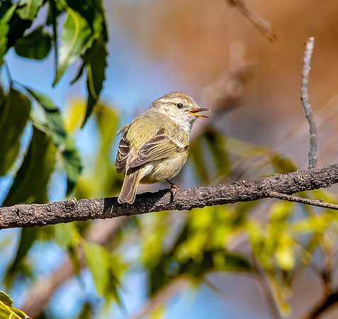 Hume's leaf warbler