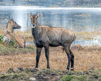 Nilgai / blue bull antelope