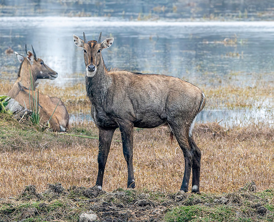 Nilgai / blue bull antelope