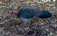 Australian brush turkey