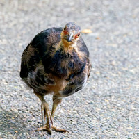 Australian brush turkey, juvenile