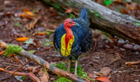 Australian brush turkey