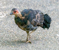 Australian brush turkey, juvenile