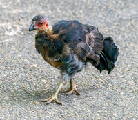 Australian brush turkey, juvenile