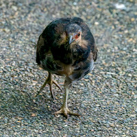 Australian brush turkey, juvenile