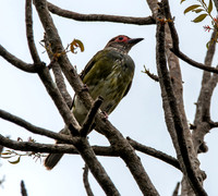 Australian figbird, male