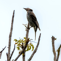 Australian figbird, female