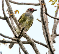 Australian figbird, male