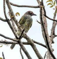 Australian figbird, male