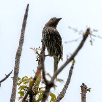 Australian figbird, female