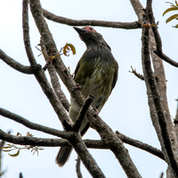 Australian figbird, male