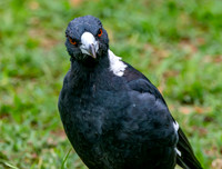 Australian magpie