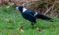 Australian magpie