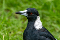 Australian magpie