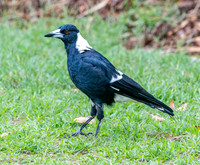 Australian magpie
