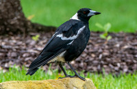 Australian magpie