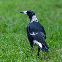 Australian magpie