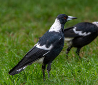 Australian magpie
