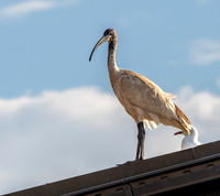 Australian white ibis