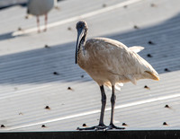 Australian white ibis