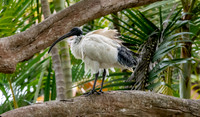 Australian white ibis