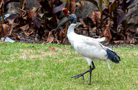 Australian white ibis