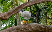 Australian white ibis
