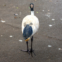 Australian white ibis