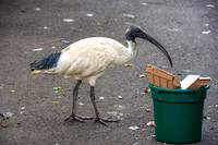 Australian white ibis