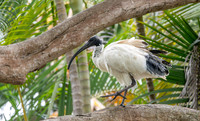 Australian white ibis