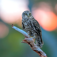 Barking owl