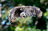 Barking owl