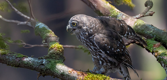 Barking owl