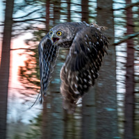 Barking owl