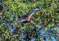 Black breasted buzzard