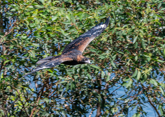 Black breasted buzzard