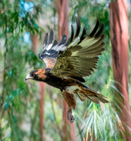 Black breasted buzzard