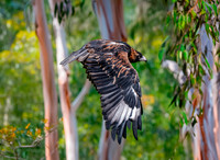 Black breasted buzzard
