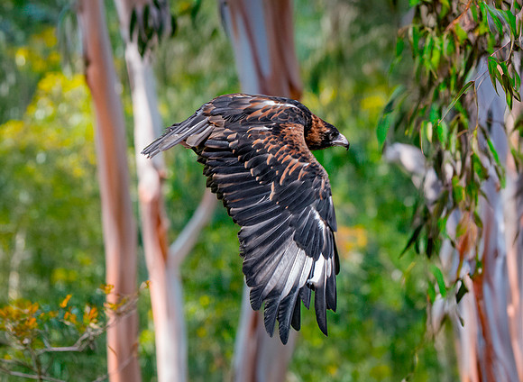 Black breasted buzzard