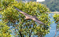 Black breasted buzzard