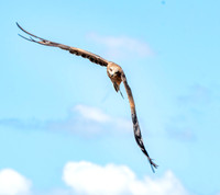 Black breasted buzzard